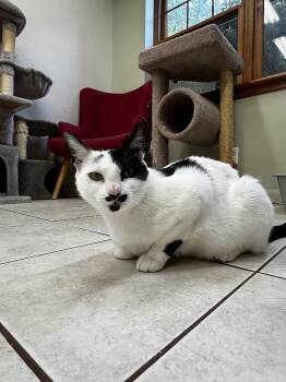 Rescue Domestic Short Hair Cats for Adoption in Peconic, New York - Bessy | PetCurious