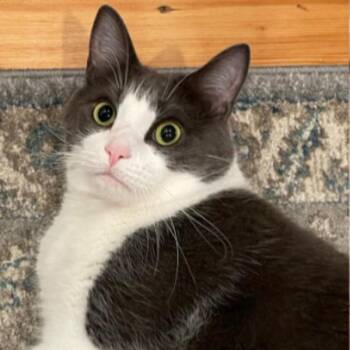 Domestic Medium Hair Cats Available for Adoption in Des Moines, Iowa - Remy | PetCurious