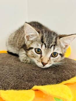 Tairn -  Domestic Short Hair Cat for Adoption in Evans, Georgia - Tairn | PetCurious