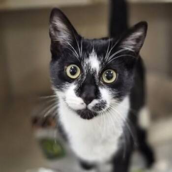 Domestic Medium Hair Cats Available for Adoption - Pancake | PetCurious