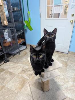 Rescue Domestic Short Hair Cats for Adoption in Shelton, Washington - Sorrel | PetCurious