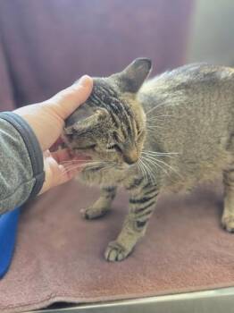 Cedar -  Domestic Short Hair Cat for Adoption in Westland, Michigan - Cedar | PetCurious
