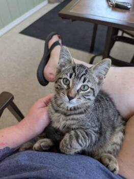 Forrest -  Domestic Short Hair Cat for Adoption in Dorr, Michigan - Forrest | PetCurious
