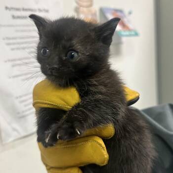 Domestic Short Hair Cats Available for Adoption in Charleston, West Virginia - Alarm Clock | PetCurious