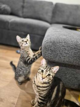 Rocket Man and Benny -  Domestic Short Hair Cat for Adoption in Seattle, Washington - Rocket Man And Benny | PetCurious