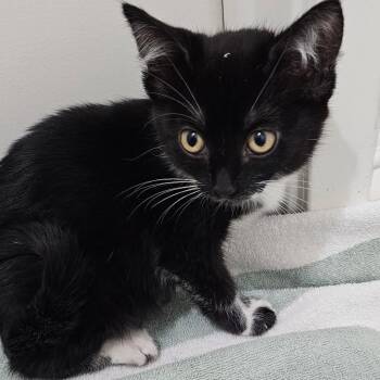 Domestic Medium Hair Cats Available for Adoption in Long Beach, California - Violet | PetCurious