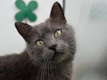 Grace -  Domestic Short Hair Cat for Adoption in Portland, Oregon - Grace | PetCurious