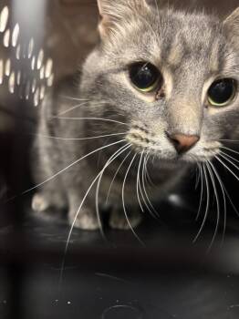 TAJIN -  Domestic Short Hair Cat for Adoption in Hagerstown, Maryland - TAJIN | PetCurious