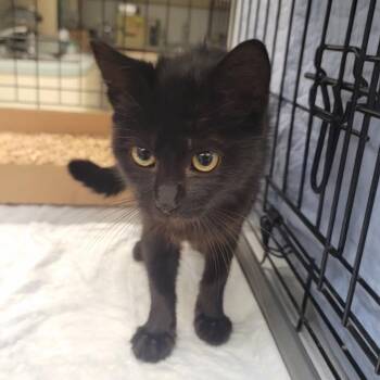 Flo from Progressive -  Domestic Medium Hair Cat for Adoption in Westminster, California - Flo From Progressive | PetCurious