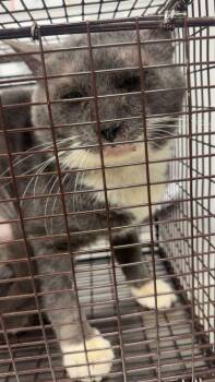 Domestic Short Hair Cats Available for Adoption in Sevierville, Tennessee - Rip Van Winkle | PetCurious