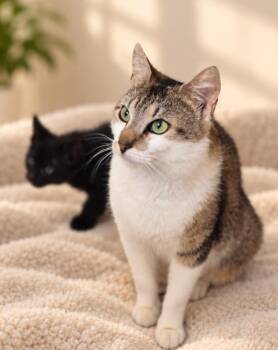 Aries -  Domestic Short Hair Cat for Adoption in New York, New York - Aries | PetCurious