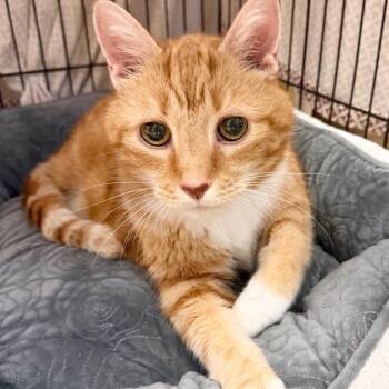 Captain Carrot -  Domestic Short Hair Cat for Adoption in Hudson, New York - Captain Carrot | PetCurious