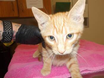 ASA -  Domestic Short Hair Cat for Adoption in Santa Rosa, California - ASA | PetCurious