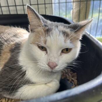 Domestic Short Hair Cats Available for Adoption - Sweetie | PetCurious