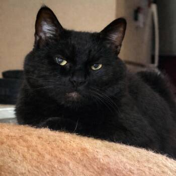 Ryder -  Domestic Short Hair Cat Available for Adoption in Laramie, Wyoming - Ryder | PetCurious