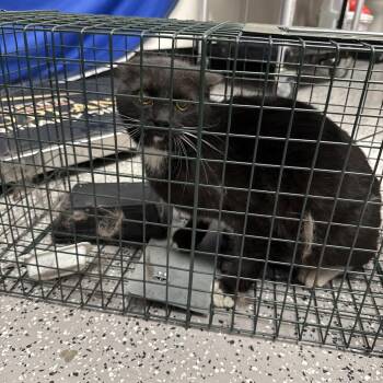 Domestic Short Hair Cats Available for Adoption in Kanab, Utah - Clemente | PetCurious