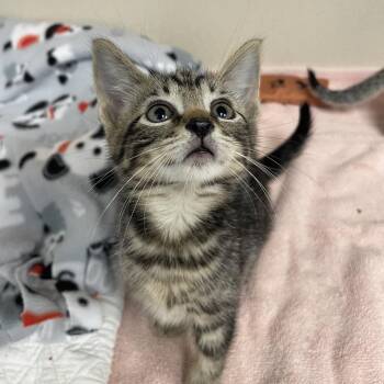 Crono -  Domestic Short Hair Cat for Adoption in Westhampton, New York - Crono | PetCurious