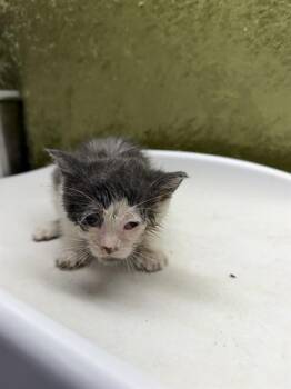 SWEETPEA -  Domestic Short Hair Cat for Adoption in Riverside, California - SWEETPEA | PetCurious
