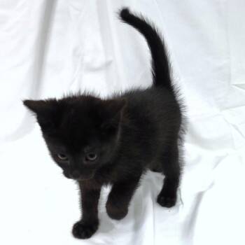 Mathers -  Domestic Short Hair Cat Available for Adoption in Michigan City, Indiana - Mathers | PetCurious