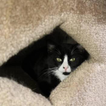 Alex -  Tuxedo Cat for Adoption in Billings, Montana - Alex | PetCurious