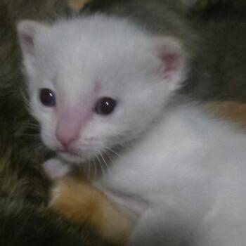 Domestic Short Hair Cats Available for Adoption in Layton, Utah - Snowball | PetCurious