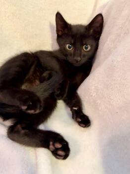 Johnny Cakes -  Domestic Short Hair Cat for Adoption in Alafaya, Florida - Johnny Cakes | PetCurious