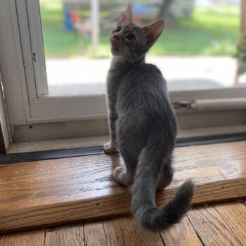 American Shorthair Cats Available for Adoption - Bunny | PetCurious