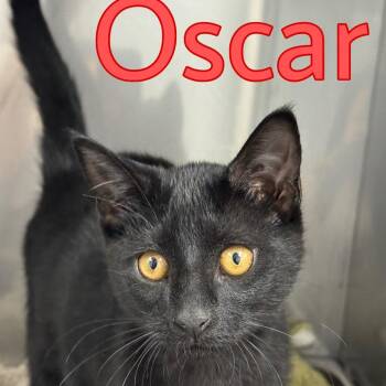 Oscar -  Domestic Short Hair Cat for Adoption in Marble, North Carolina - Oscar | PetCurious