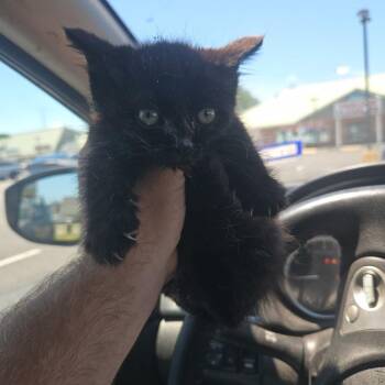 Carlisle -  Domestic Short Hair Cat for Adoption - Carlisle | PetCurious