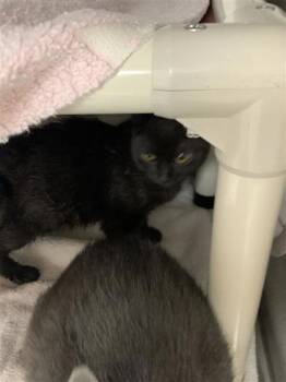 Midorifuji -  Domestic Medium Hair and Domestic Short Hair Cat for Adoption in Montreal, Quebec - Midorifuji | PetCurious