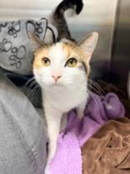 Kylie -  Domestic Short Hair Cat for Adoption in Whitby, Ontario - Kylie | PetCurious