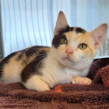 Hilton -  Domestic Short Hair Cat for Adoption in Asheville, North Carolina - Hilton | PetCurious