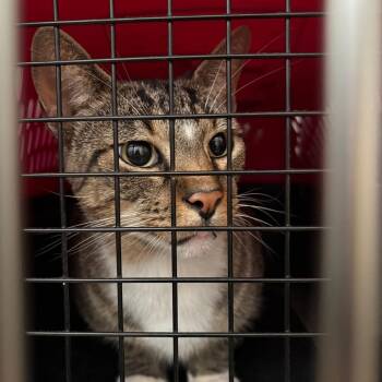 Bailey -  Domestic Short Hair Cat for Adoption in Goleta, California - Bailey | PetCurious