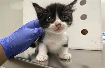 IN FOSTER -  Domestic Long Hair Cat for Adoption in Ontario, California - IN FOSTER | PetCurious