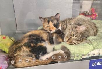 Rescue American Shorthair Cats for Adoption in Vacaville, California - Topaz And Cinnamon | PetCurious