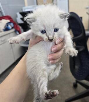 Rescue Domestic Long Hair Cats for Adoption in Dallas, Texas - MILO | PetCurious