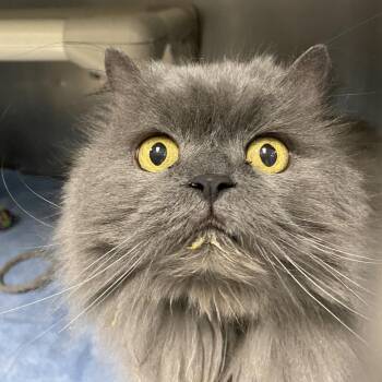 Domestic Long Hair Cats Available for Adoption - Gypsy | PetCurious