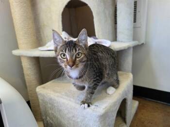 LADY -  Domestic Short Hair Cat for Adoption in Santa Clara, California - LADY | PetCurious