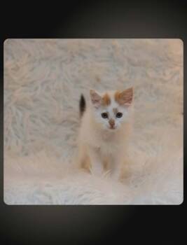 Aphrodite -  Domestic Medium Hair Cat for Adoption in Calgary, Alberta - Aphrodite | PetCurious