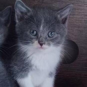 Domestic Medium Hair Cats Available for Adoption in Tulsa, Oklahoma - Walnut | PetCurious