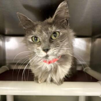 Matcha* -  Domestic Medium Hair Cat for Adoption in San Gabriel, California - Matcha* | PetCurious