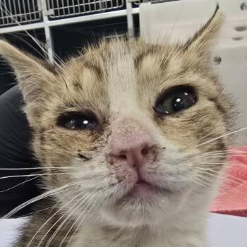 Domestic Short Hair Cats Available for Adoption in Las Cruces, New Mexico - Lyric | PetCurious