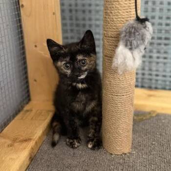 Poppy -  Domestic Medium Hair Cat for Adoption in Wappingers Falls, New York - Poppy | PetCurious