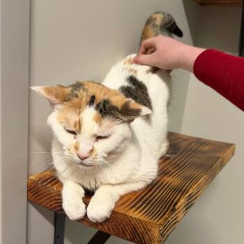 Angel C70110 -  Domestic Short Hair Cat for Adoption in Minnetonka, Minnesota - Angel C70110 | PetCurious