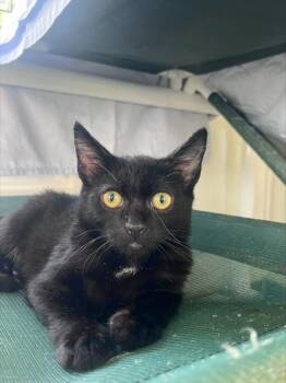 Domestic Short Hair Cats Available for Adoption in Honolulu, Hawaii - Vanta | PetCurious