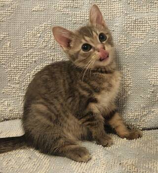Loch -  Domestic Short Hair Cat for Adoption in Raleigh, North Carolina - Loch | PetCurious