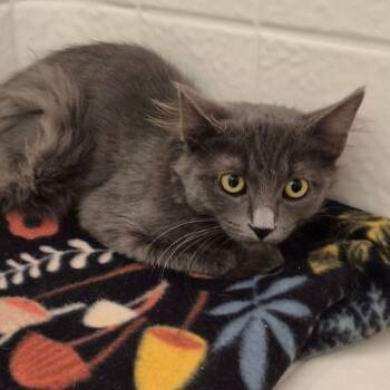 Chloe -  Domestic Short Hair Cat for Adoption in Kingman, Arizona - Chloe | PetCurious