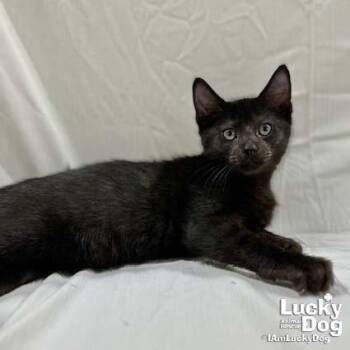 Donnie -  Domestic Short Hair Cat for Adoption in Washington, District Of Columbia - Donnie | PetCurious