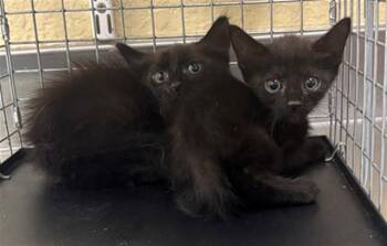MERLIN -  Domestic Medium Hair Cat for Adoption in Fort Myers, Florida - MERLIN | PetCurious