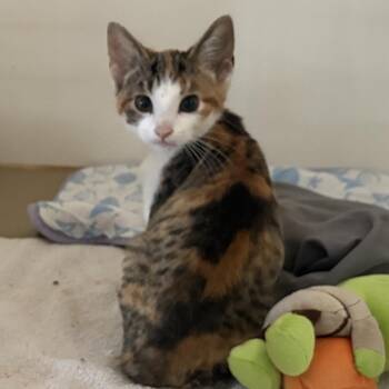 Sparrow -  Domestic Short Hair Cat for Adoption in Chicago, Illinois - Sparrow | PetCurious